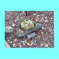 Conservatory 014.jpg